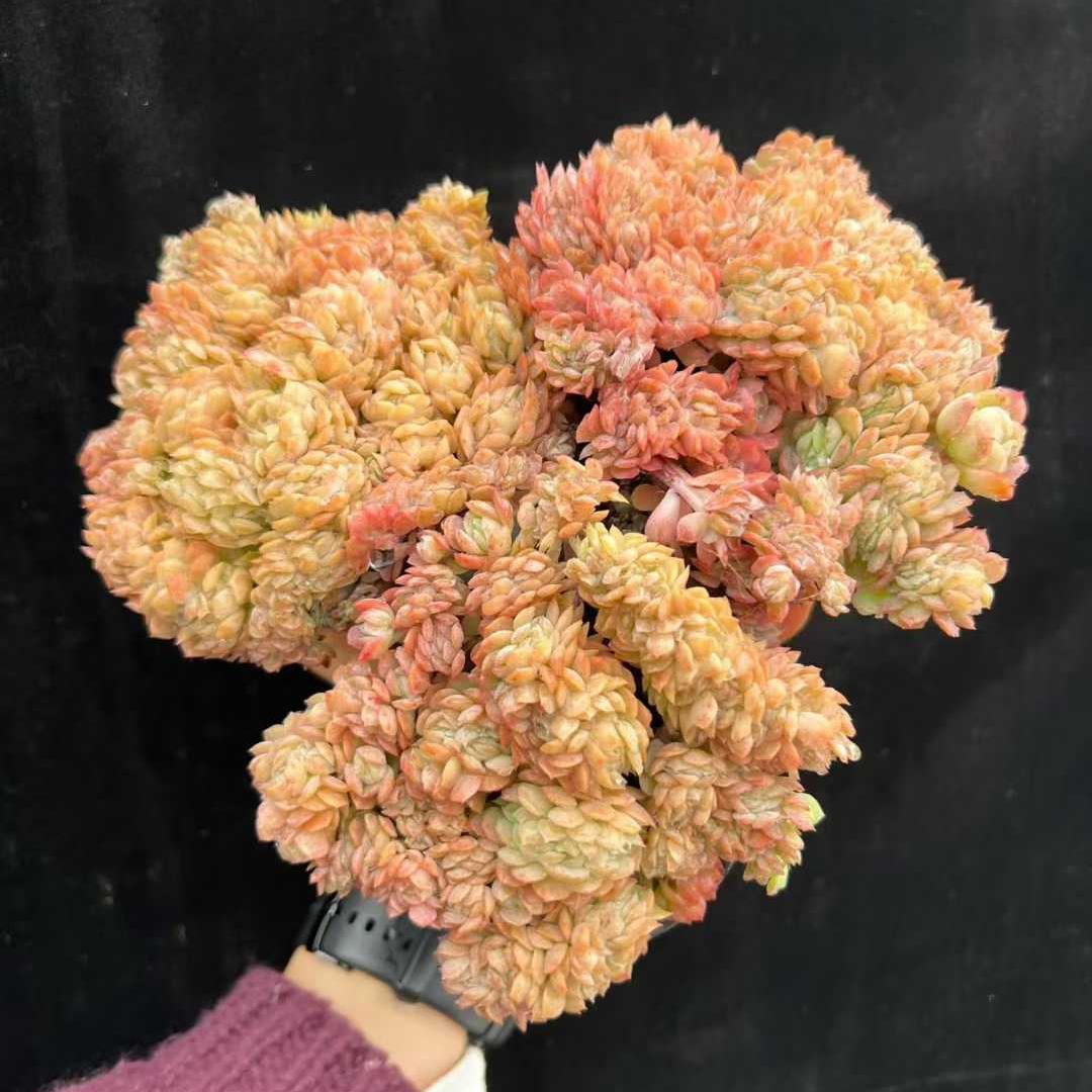 22820 レモンベリー綴化（9cm pot）