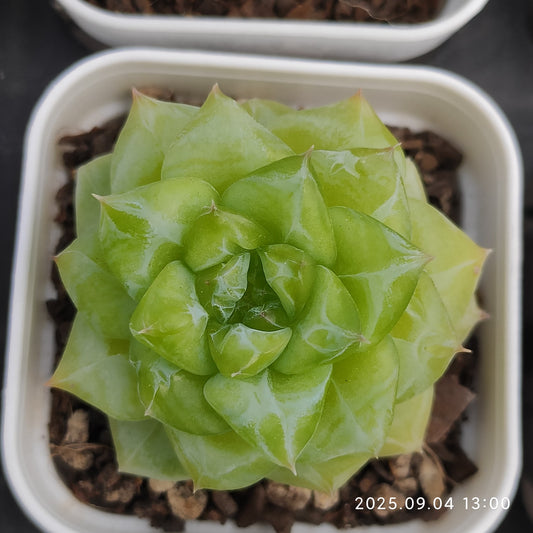 MMY884 ウィンター　プラム(5.5cm pot)