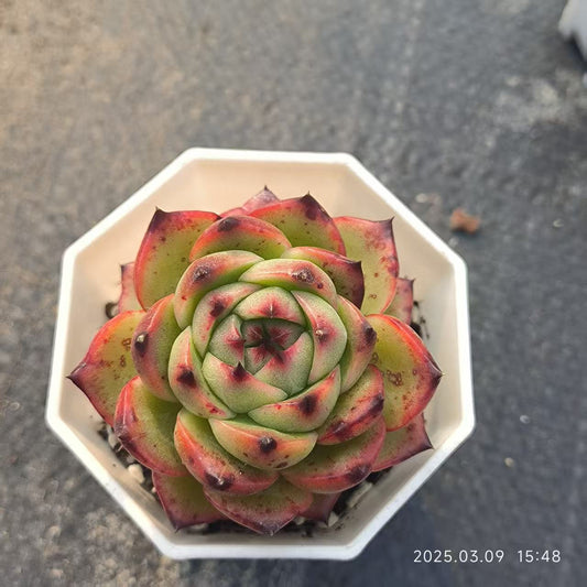 XS618 ムーンストーン （6.5cm pot）