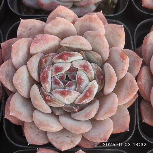 MMT804 シュガークリスタル （7cm pot)