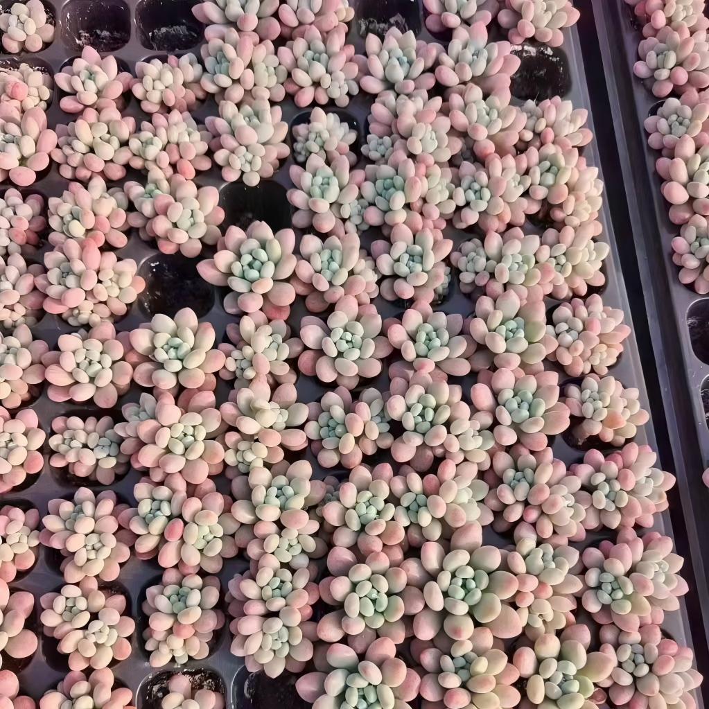 23541 キャビア（3cm pot）