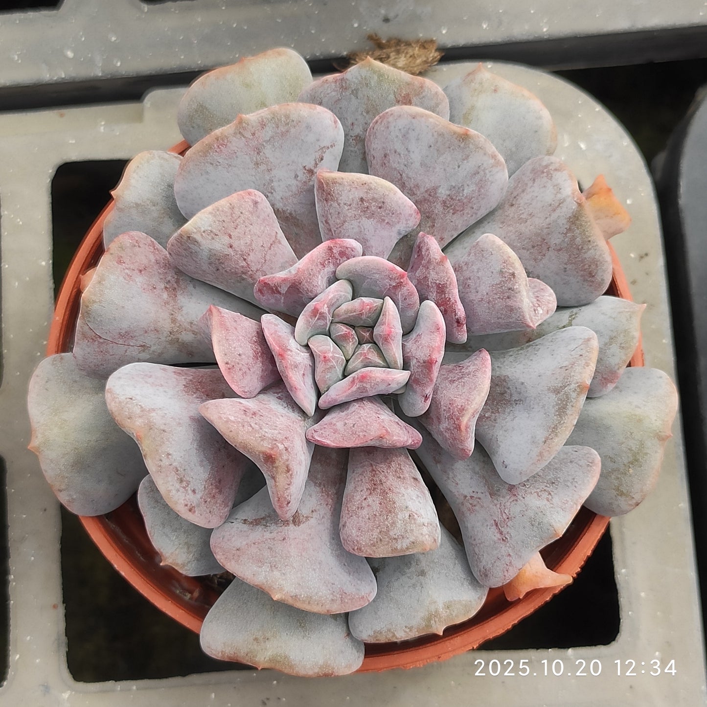 ZXX423 エキゾチック（9cm pot）