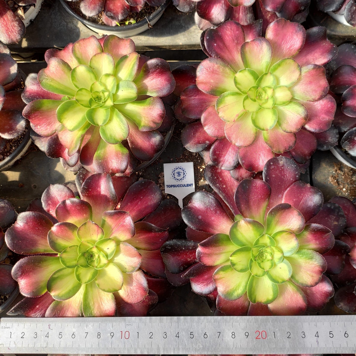 24636 セティング　サン