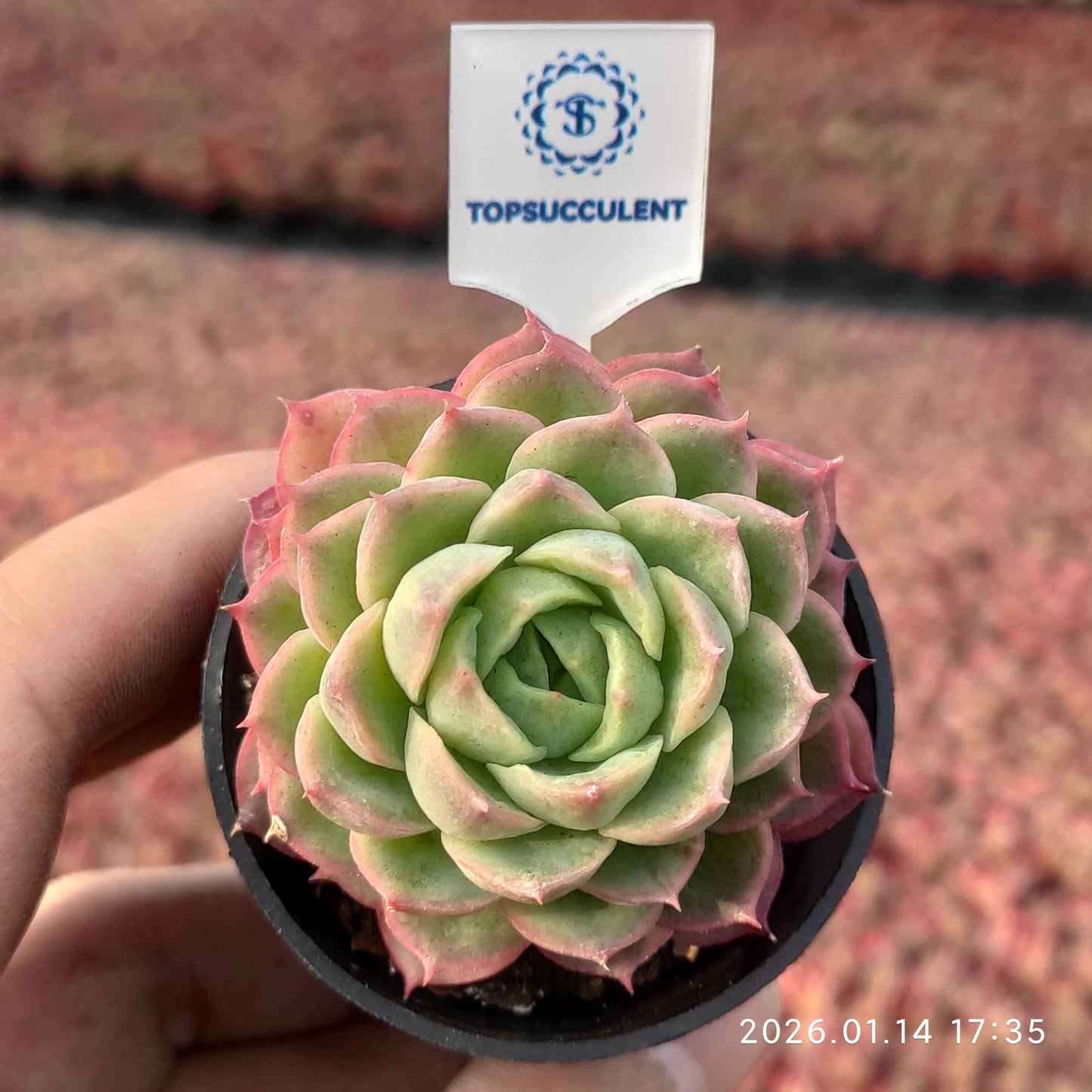 24773 ライム&チリ