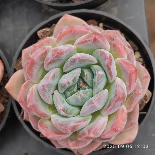 RC164 シック　モンロー（7cm pot）