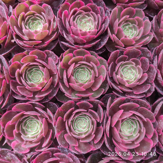 ON742 バンクェット（50cm pot）