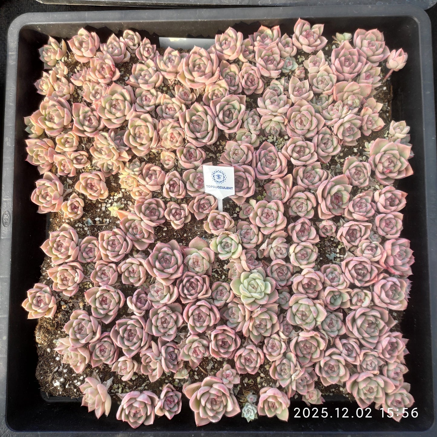 23052 ポサイドンHyb（ポット苗）