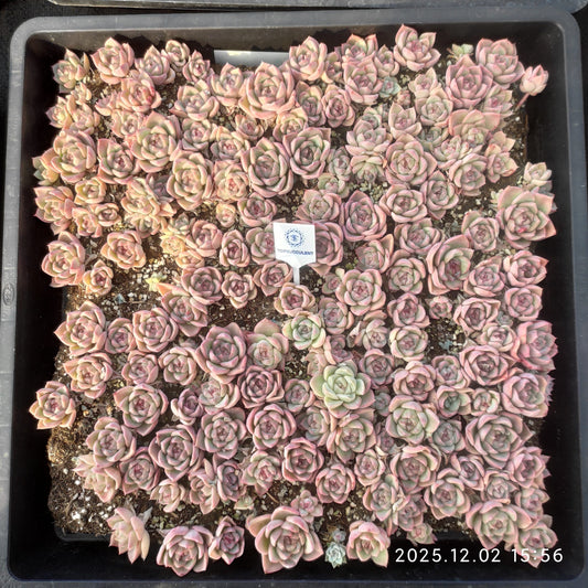 23052 ポサイドンHyb（5cm pot）（ポット苗）