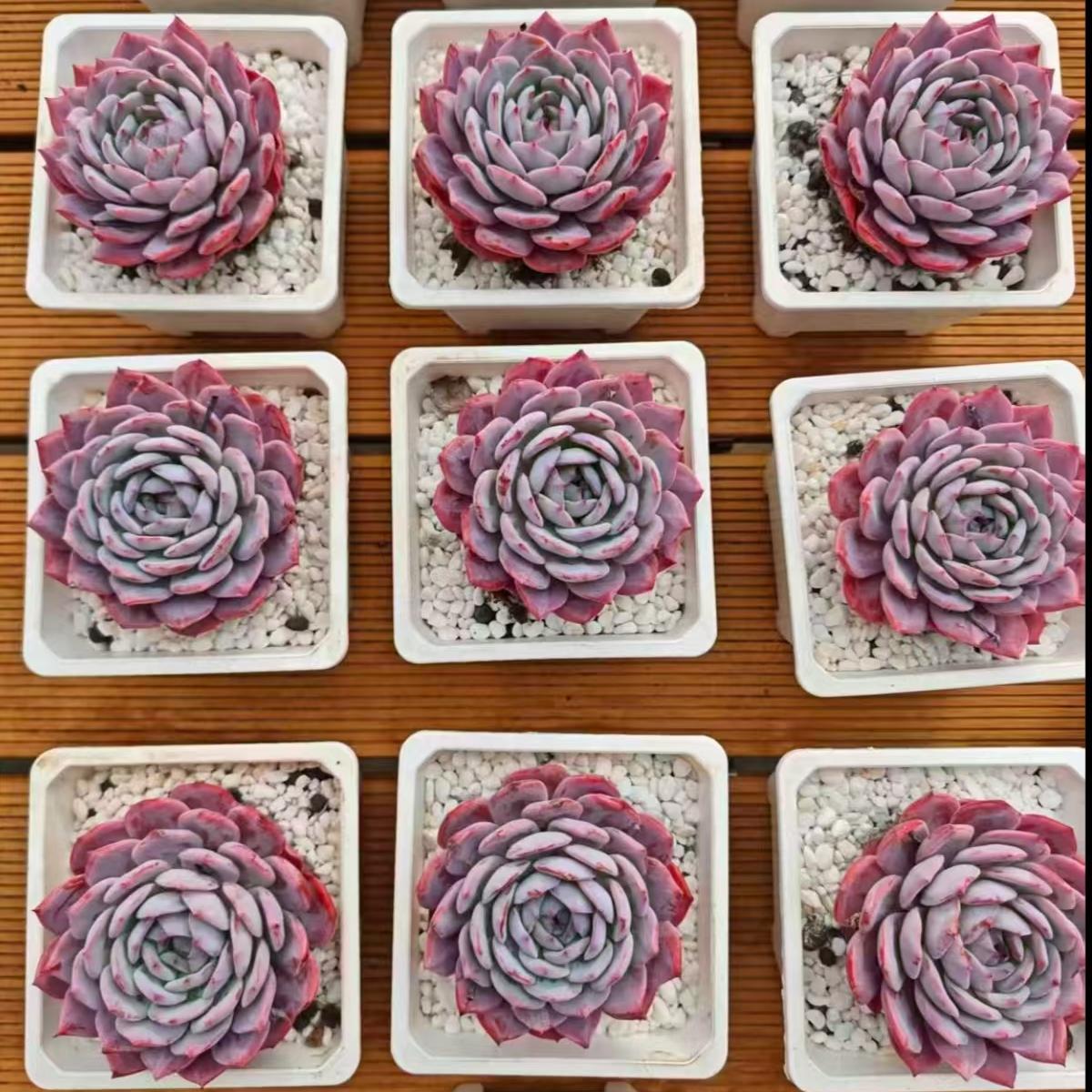 21971 ビューティ　プラピシャス（10cm pot）