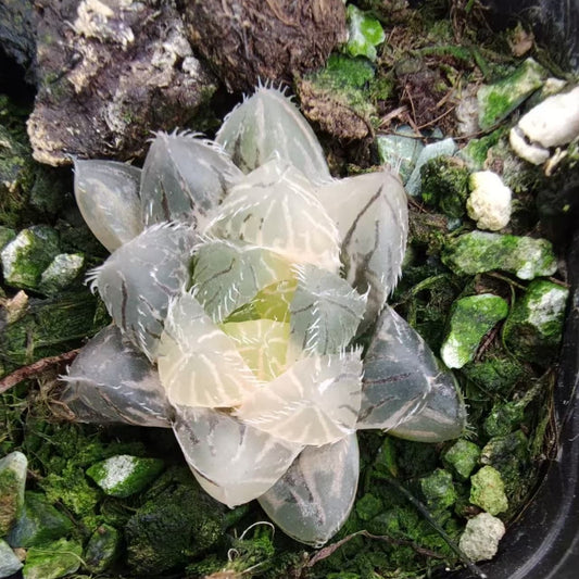 SJC418 赤い線锦（6.5cm pot）