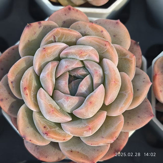 RDD307 ドリームスバブルズ （6.5cm pot）