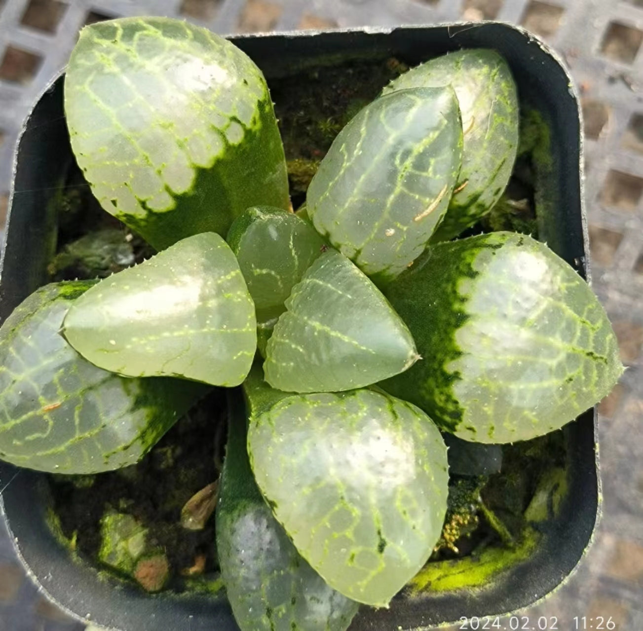 7402 鏡の間カガミノマ