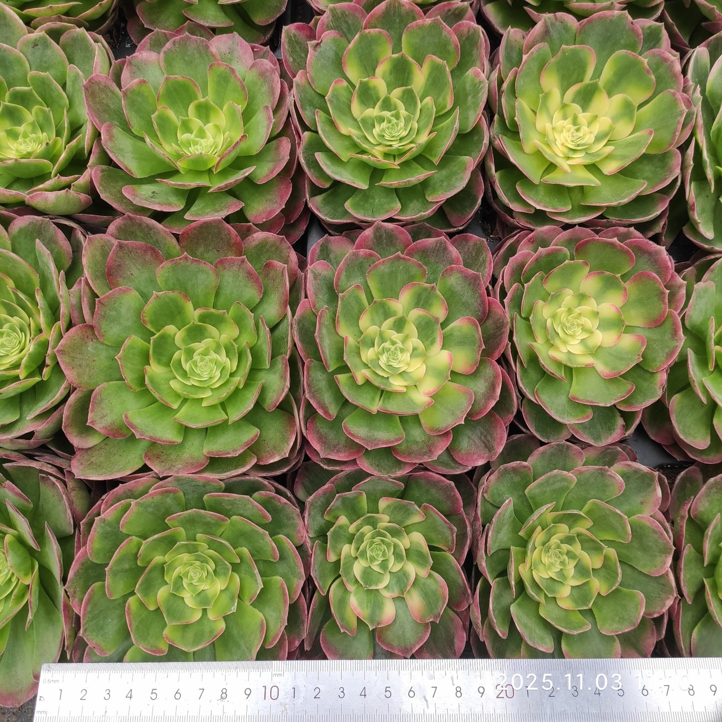 22349 アエオニウム　シーキング（9cm pot）