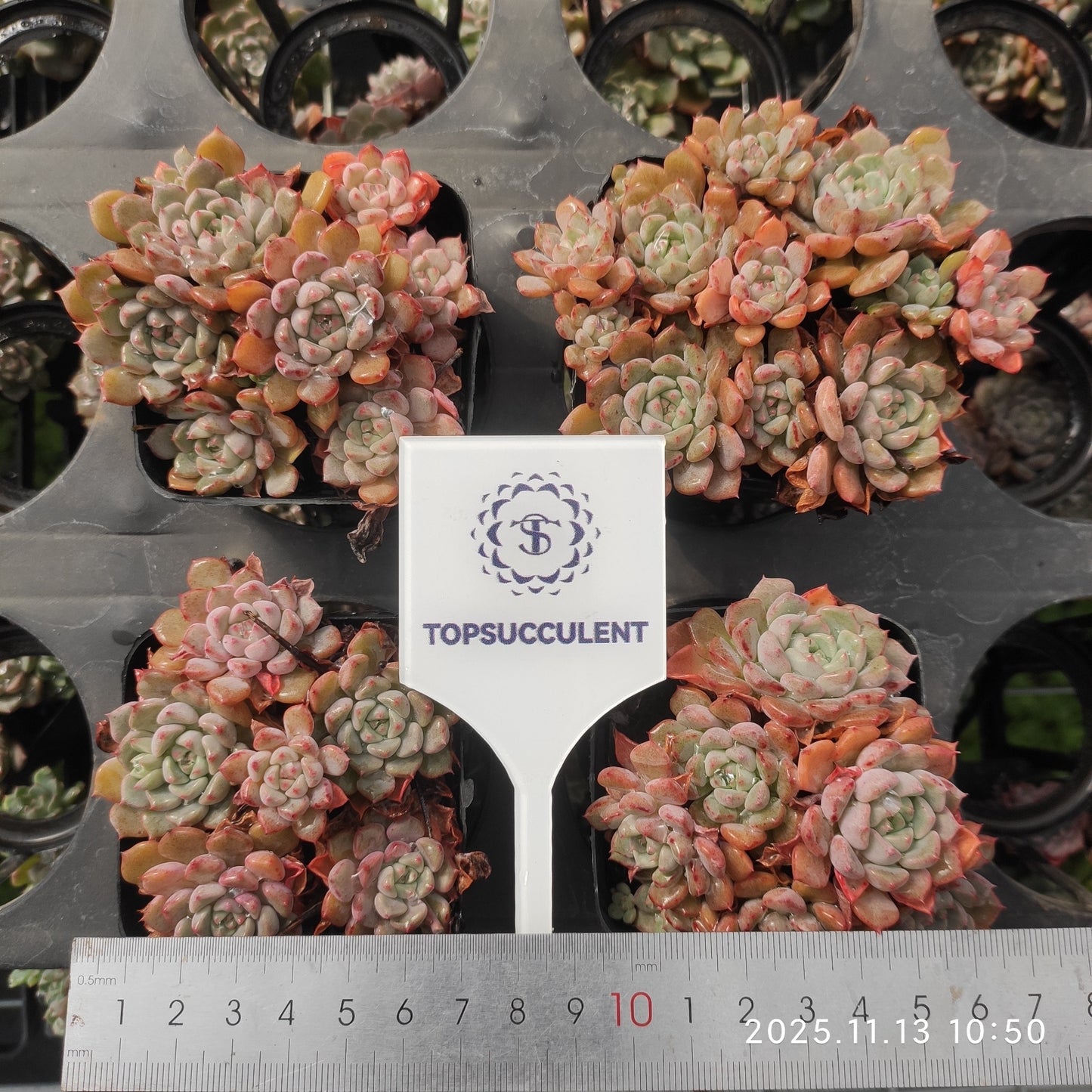 16366 キュートバブル（9cm pot）