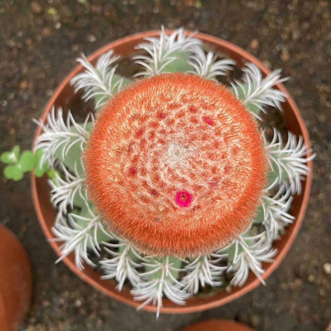 ZL039  魔雲（15cm pot）