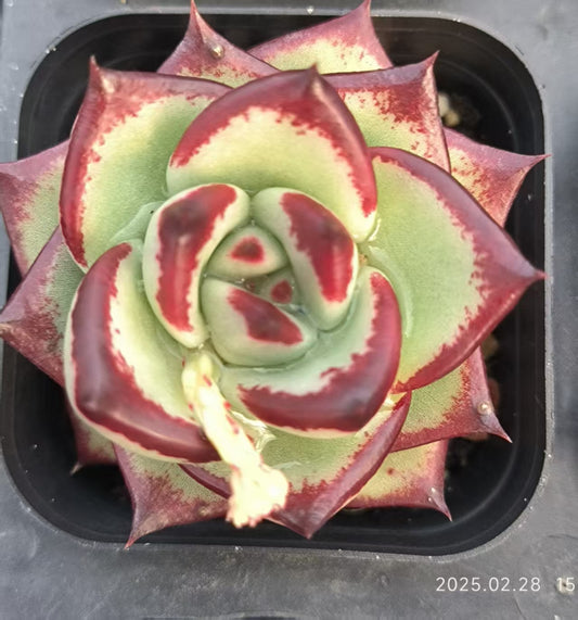 ZYP068 エボニー (6.5cm pot)