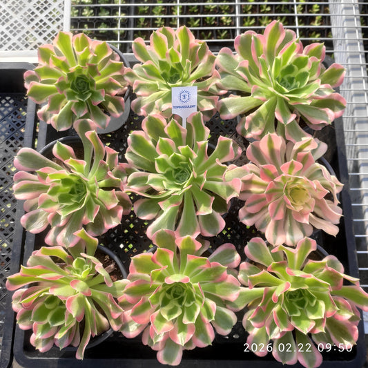 26090 アエオニウム リバーストーンズ