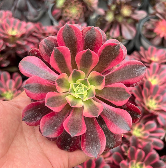 ON838 テンダー　ピーチ（7 cm pot）