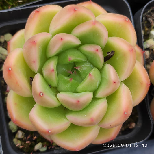 QN848 クリスタル レイク（7cm pot）