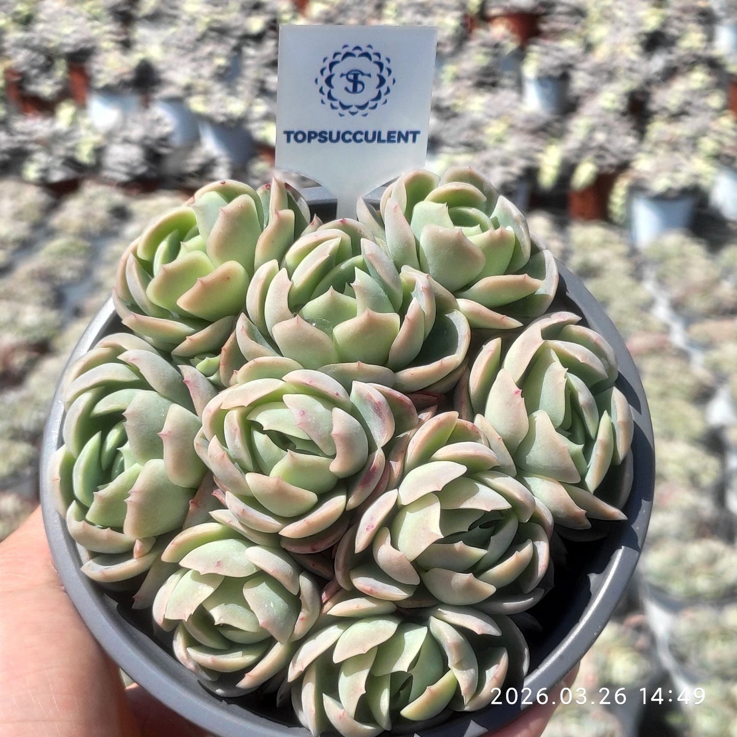 360842 ベリー