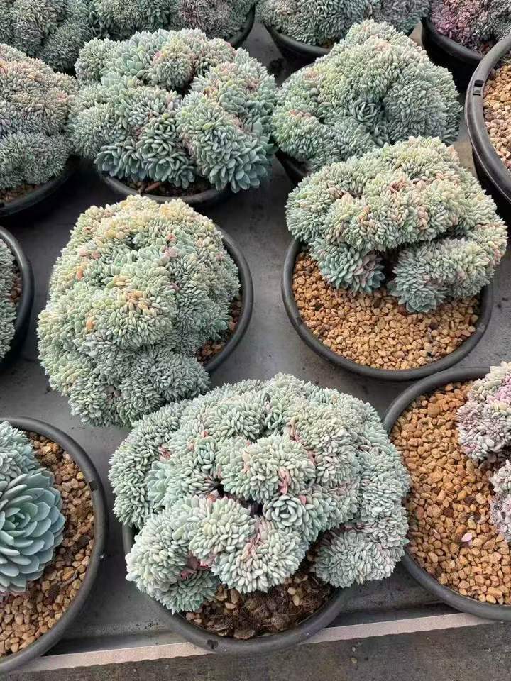 262621 ビゴニア綴化