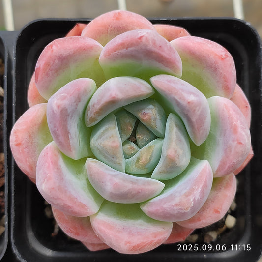RC150 シック　モンロー（7cm pot）
