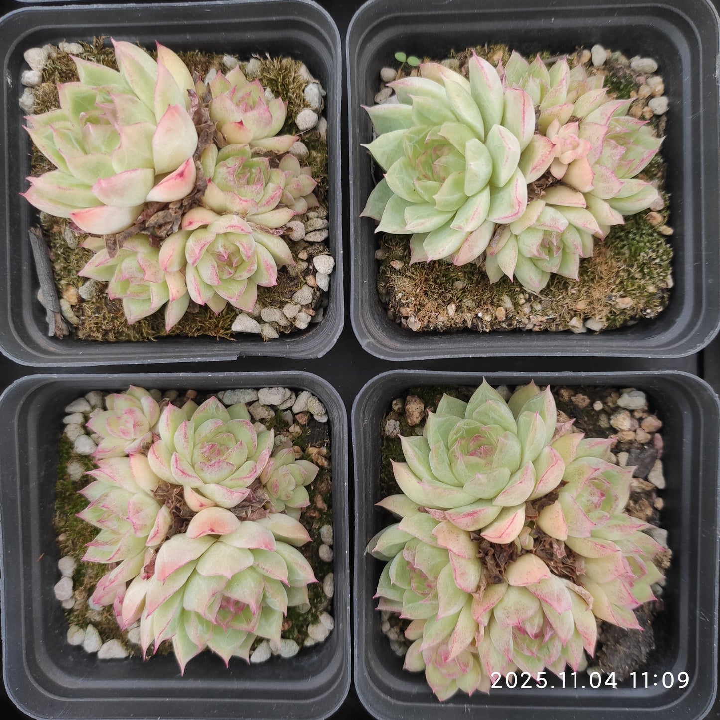 22266 レッドクィーン（7cm pot）