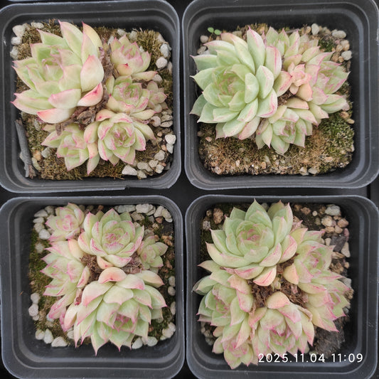 22266 レッドクィーン（7cm pot）