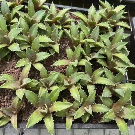 21434 アガベ チタノタ 三叉戟（5cm pot）