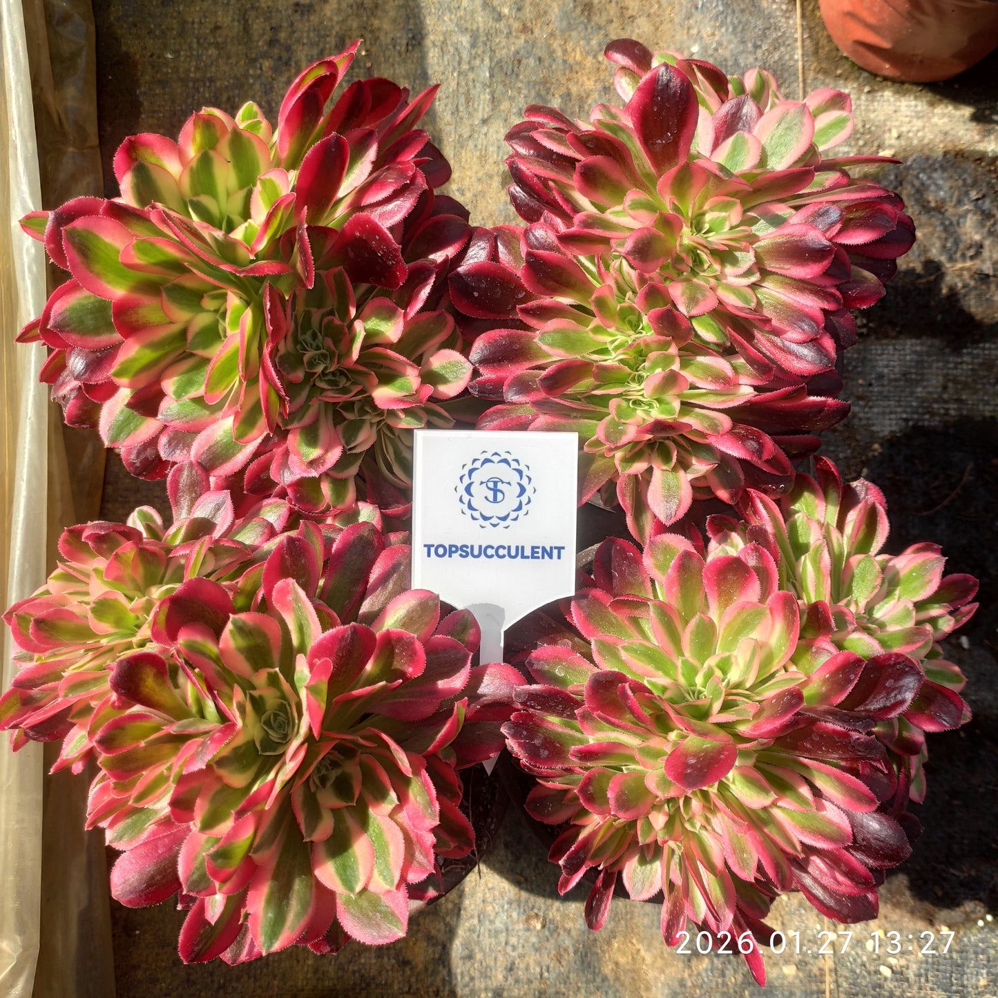 23223 アエオニウム　ウィッチ綴化