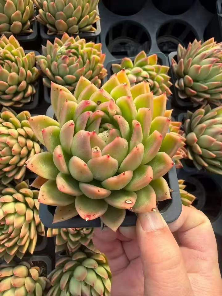 26611 サンライズクラウン