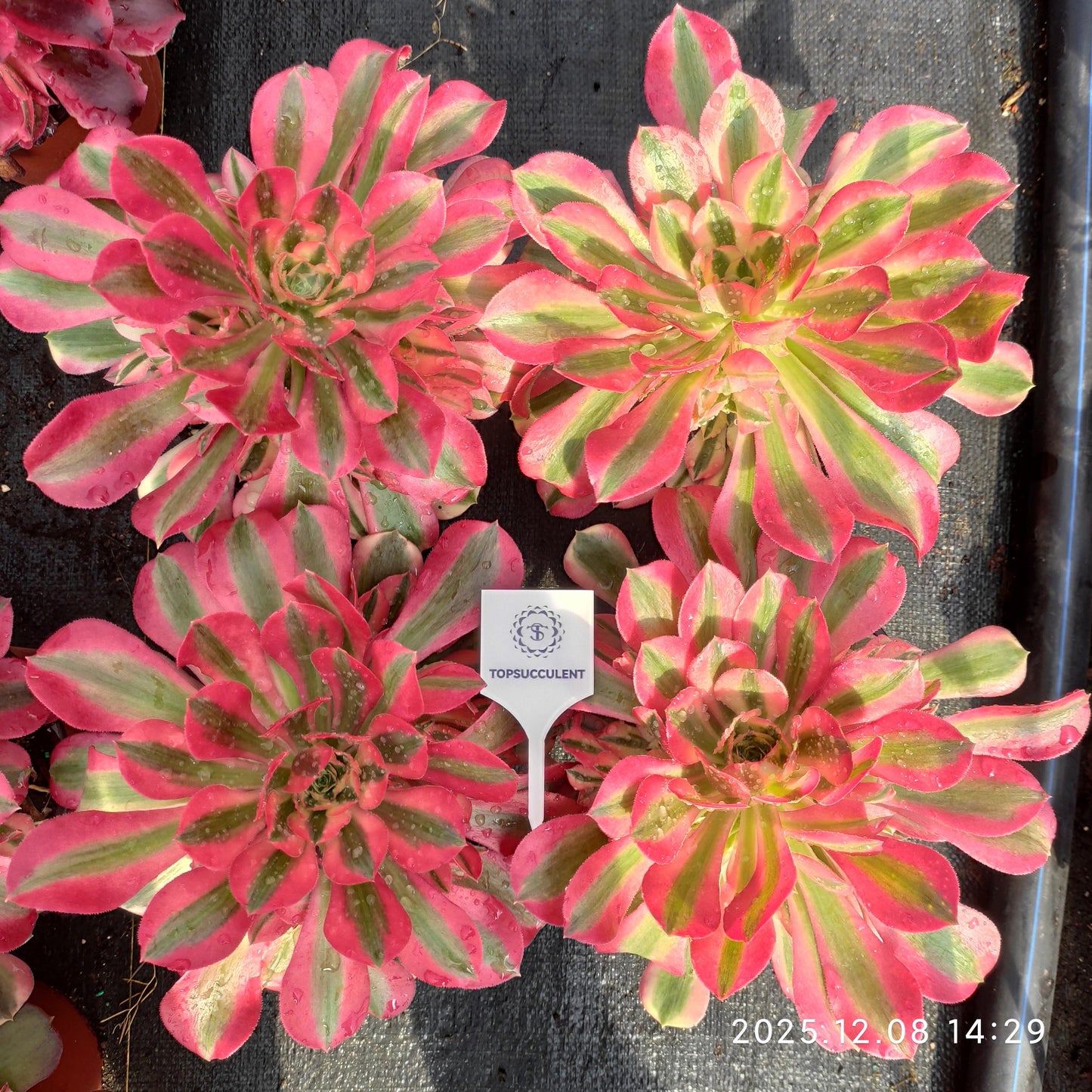 23283 アエオニウム　ウィッチ（17cm pot）