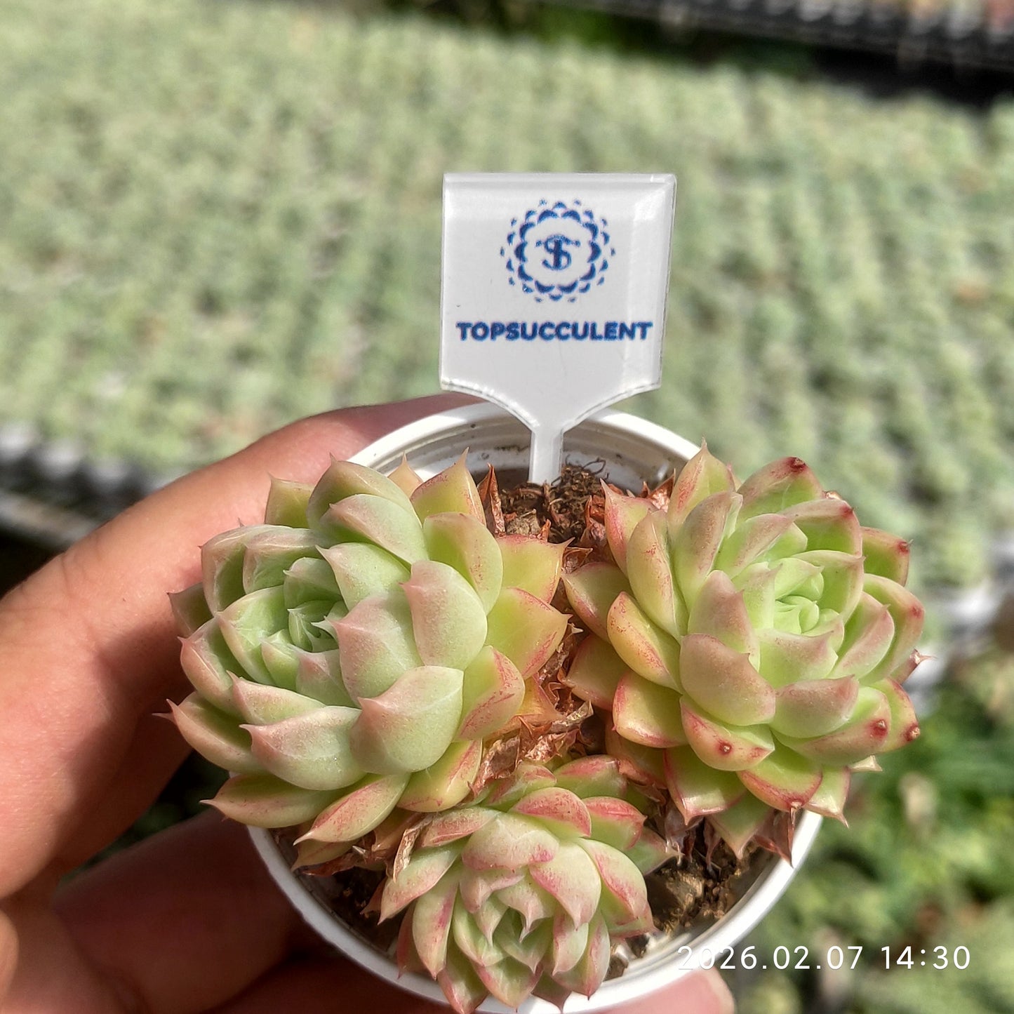 20870 新品種　クイーンローズHyb