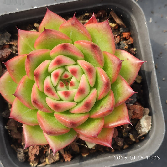 14883 レッド　アギャボイデズHyb（5.5cm pot）