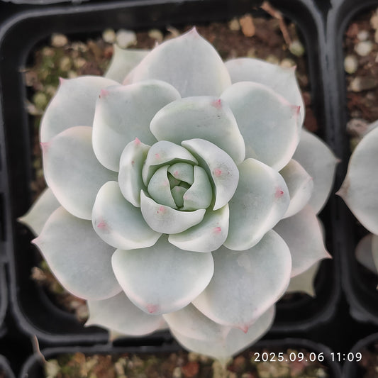RC148 ヌダ錦（7cm pot）