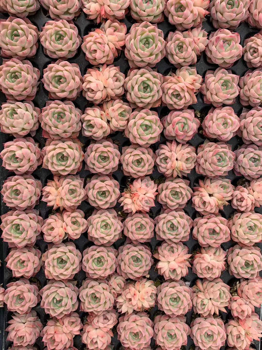 25465 ピンククリスタルローズ