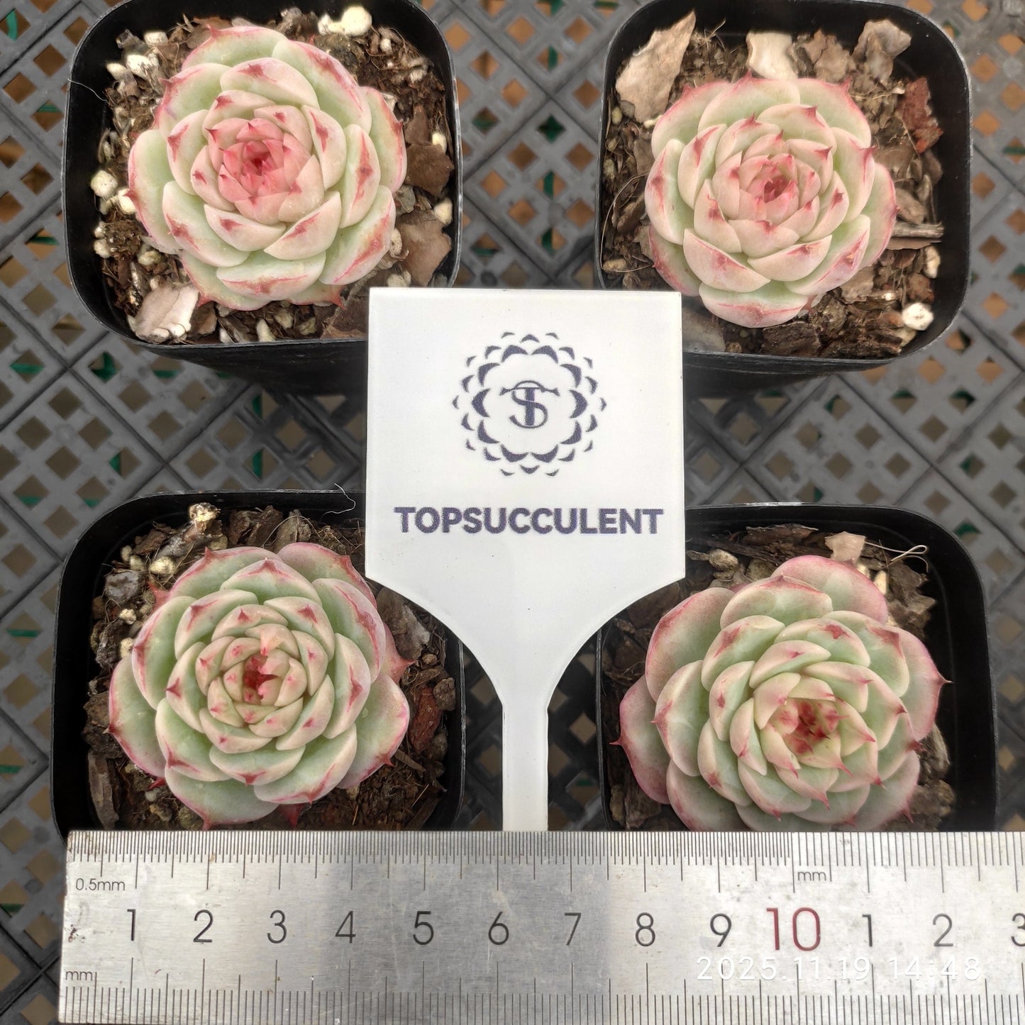 9296 ジェイドバンブー