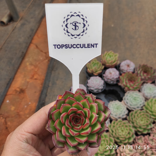 T1304 ファイヤーフライ（蛍）（5.5cm pot）