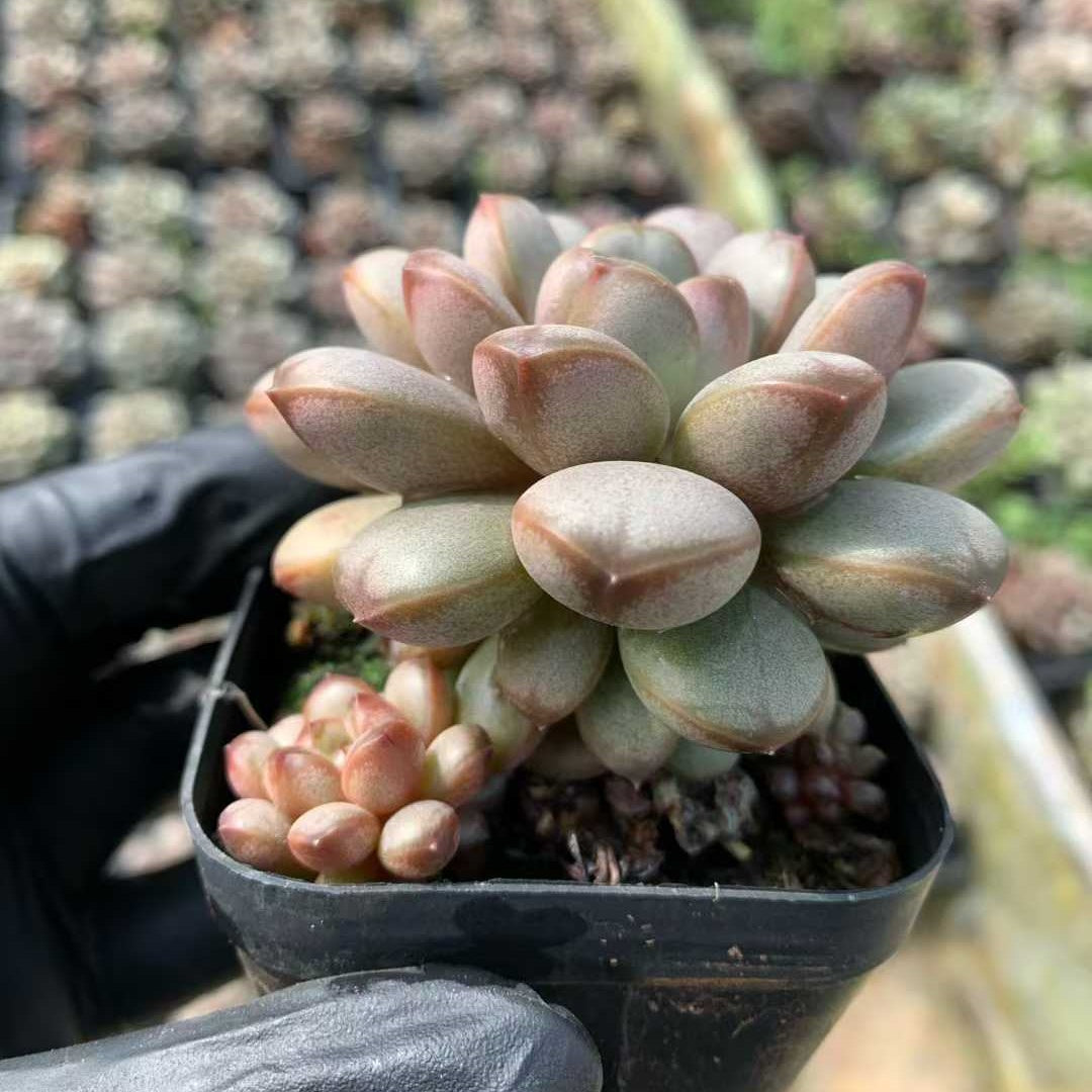 19010 アメトルム