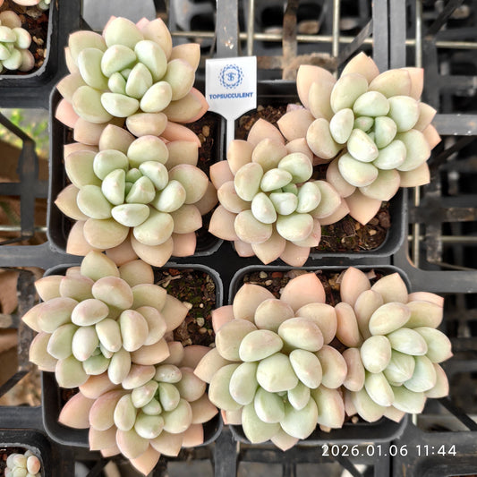 24356 バブルガム