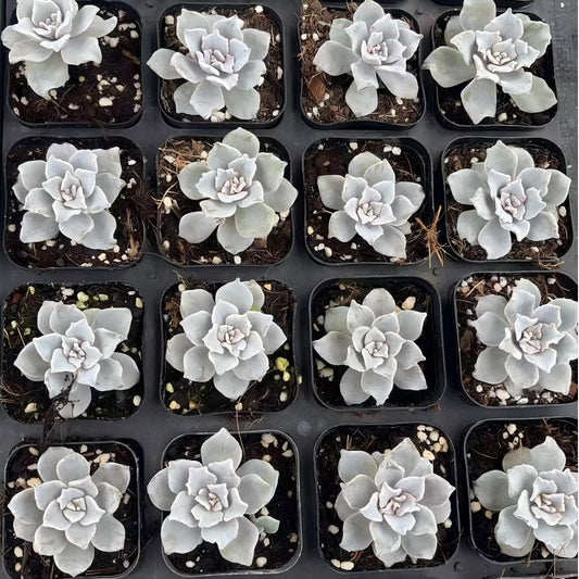 21408 クリスペートビューティ（6.5cm pot）