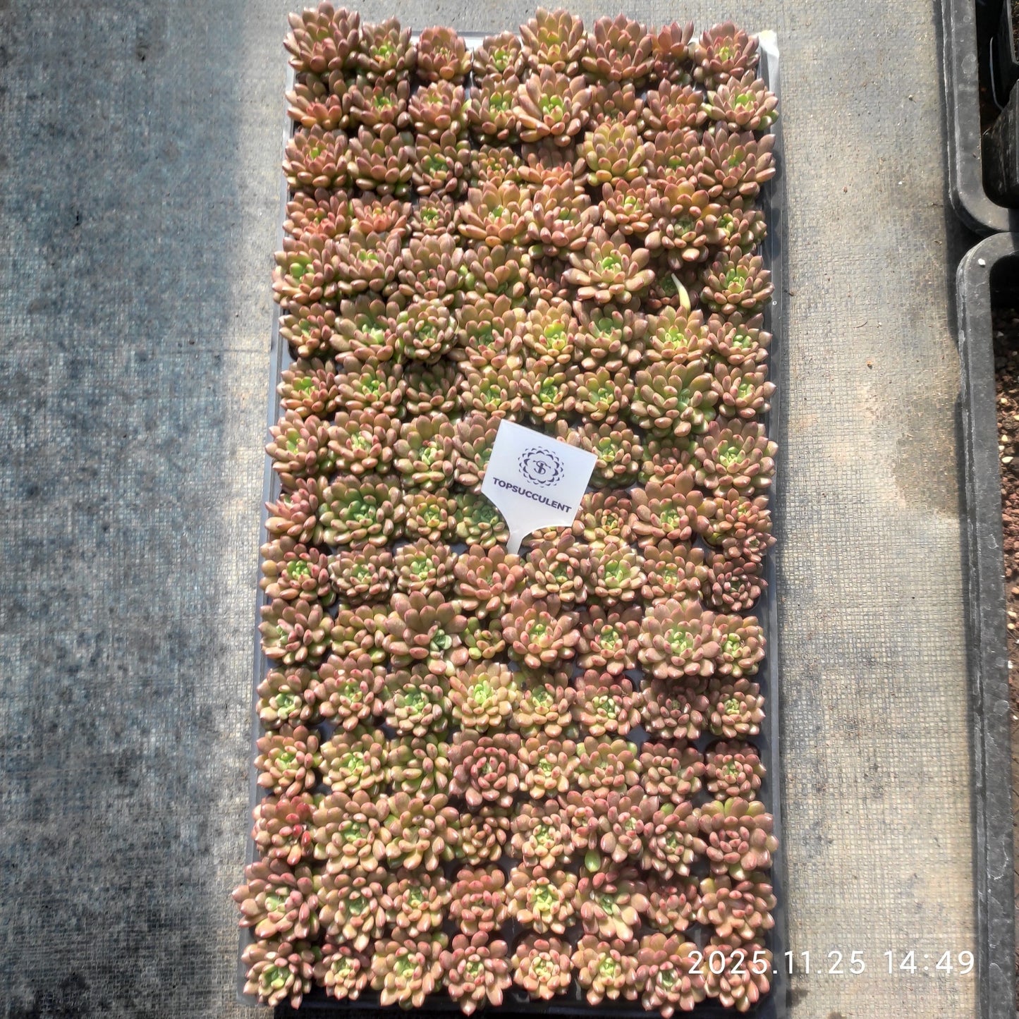 220591 ピンクルビー（3cm pot）（ポット苗）