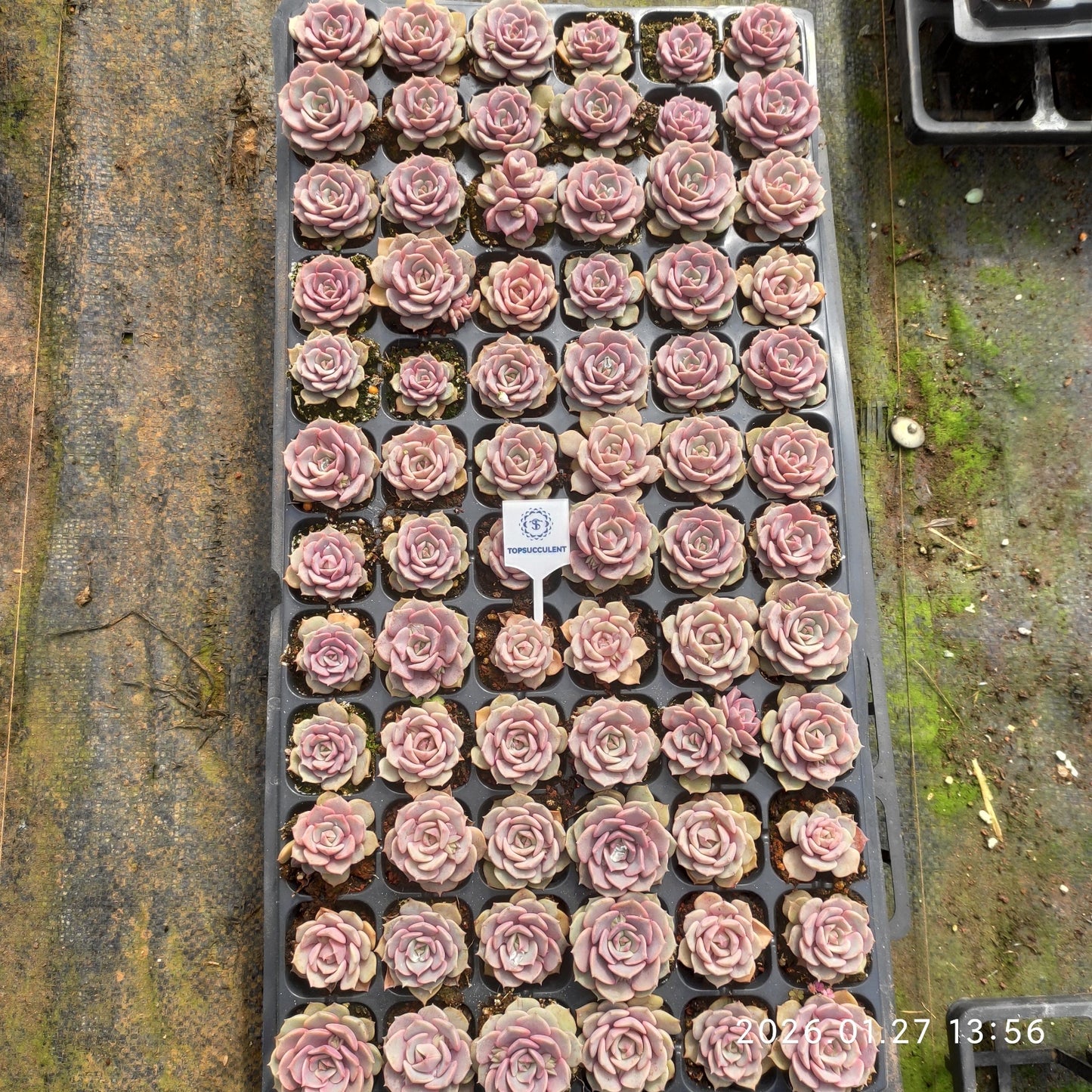 23226 ピンクバタフライ