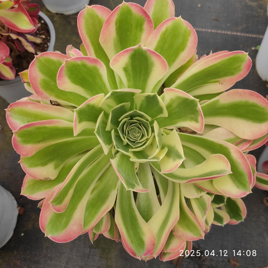YF392 アエオニウム　ホワイトフェニックス（300cm pot）