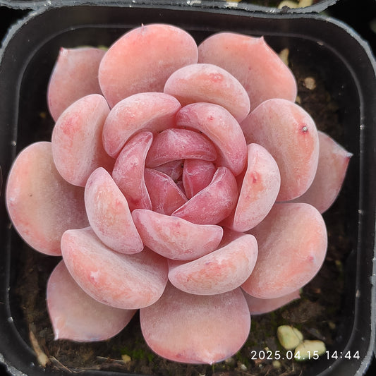 QN209 オレンジモンロー（5.5cm pot）