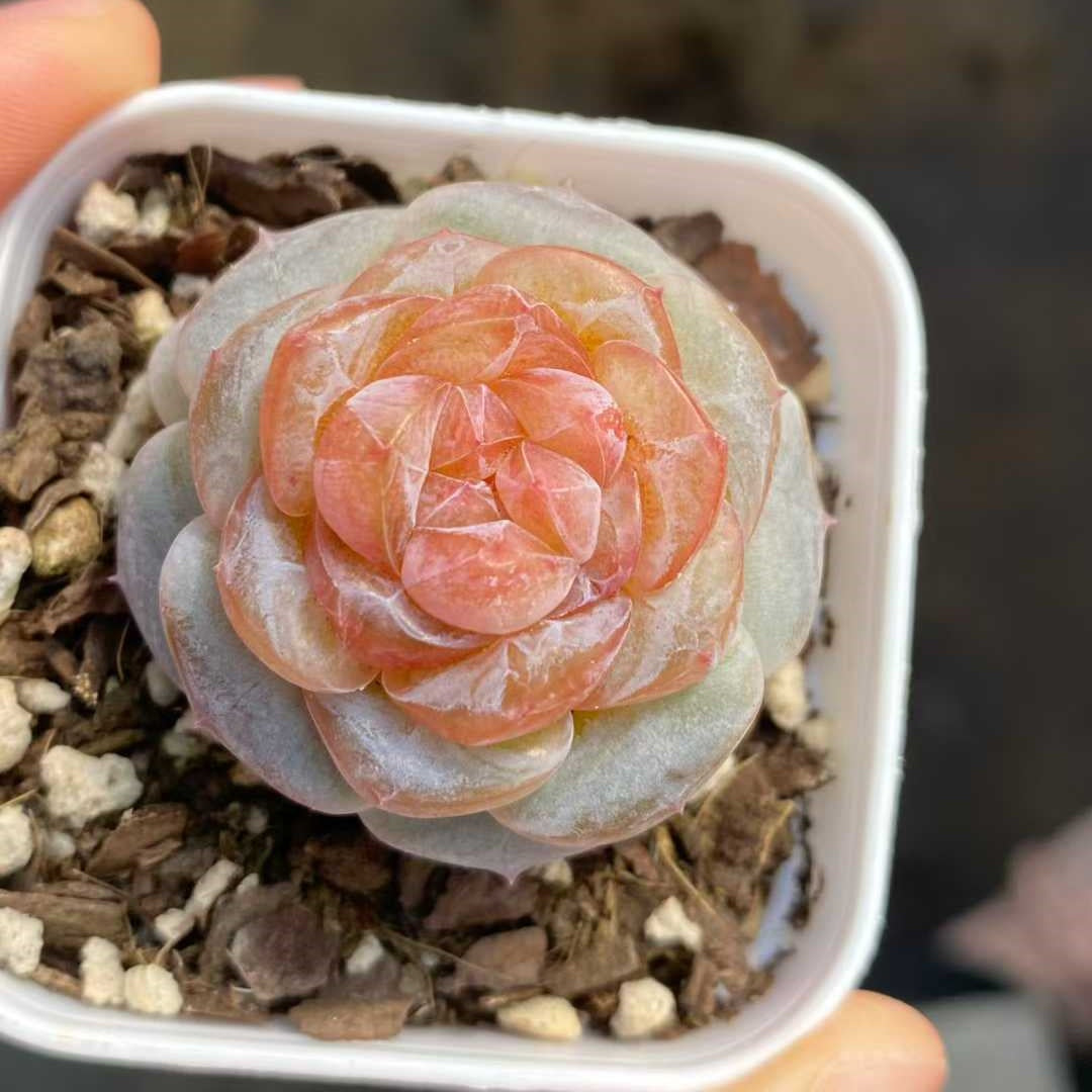 24785 スノー　ラバー