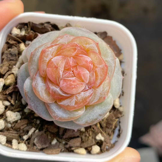 24785 スノー　ラバー