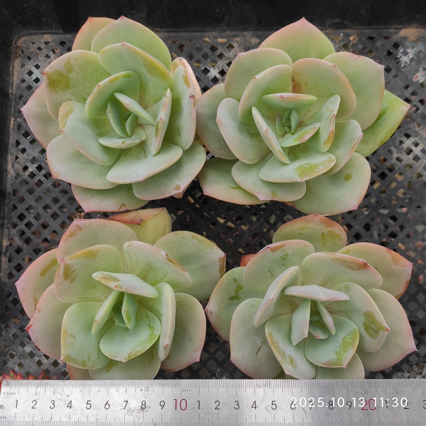 QN778 ホワイトフェニックス(9cm pot)