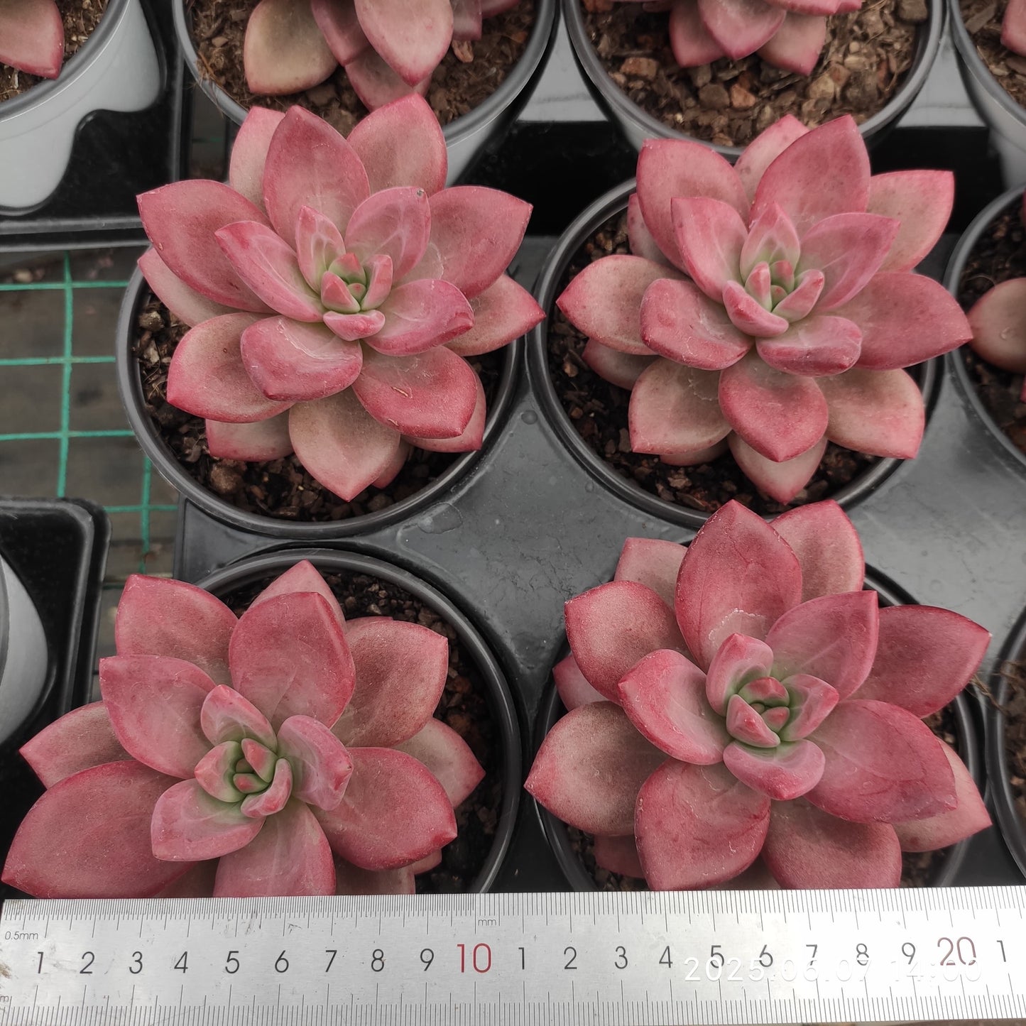 MMY1194 ヘフェスタス（12cm pot）