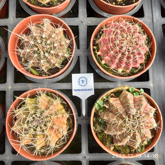 18378 翠晃冠（9cm pot）